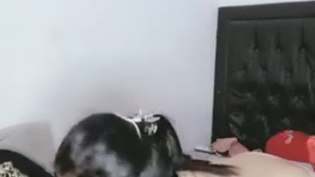 Bokep Indo Karin Lepas Baju Ngentot Sampe Tuntas